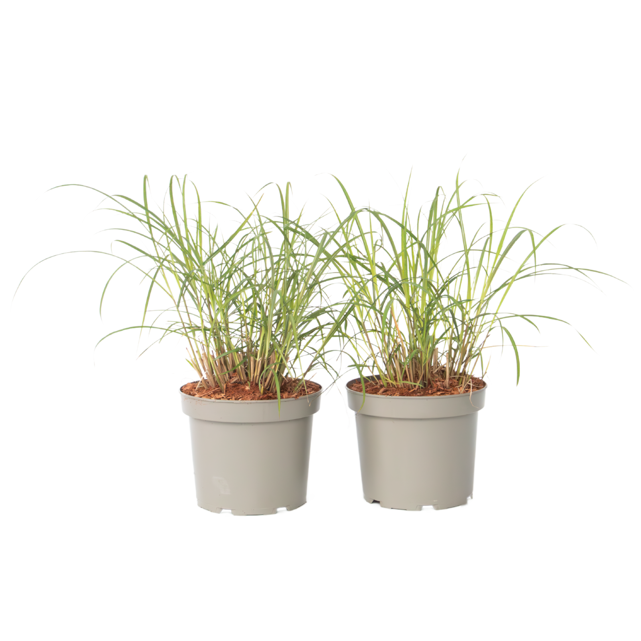 Kiinansilkkiheinä - 2 kpl - Miscanthus 'Red Chief' - Korkeus 40-60cm - ⌀23cm