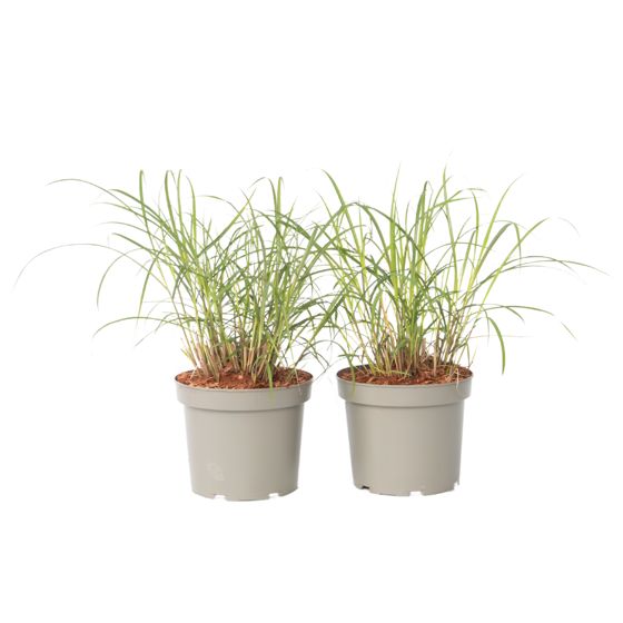 Kiinansilkkiheinä - 2 kpl - Miscanthus 'Red Chief' - Korkeus 40-60cm - ⌀23cm