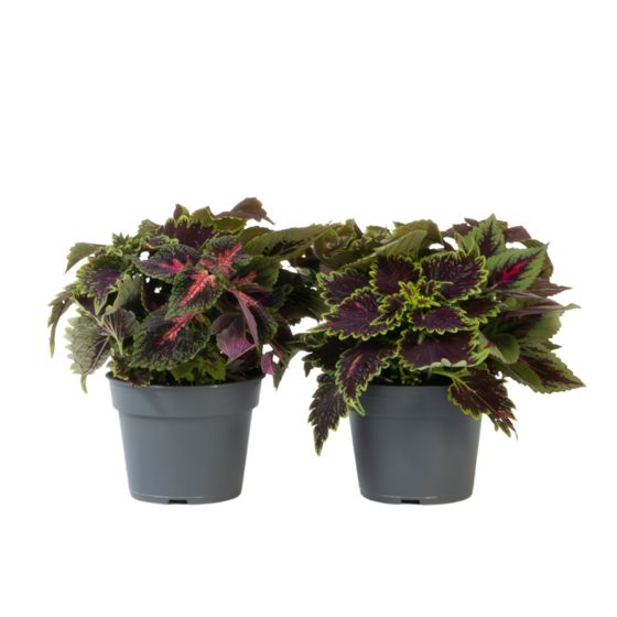 Koleus - 2 kpl - Coleus scutellarioides - Korkeus 25-35 cm - ⌀17 cm