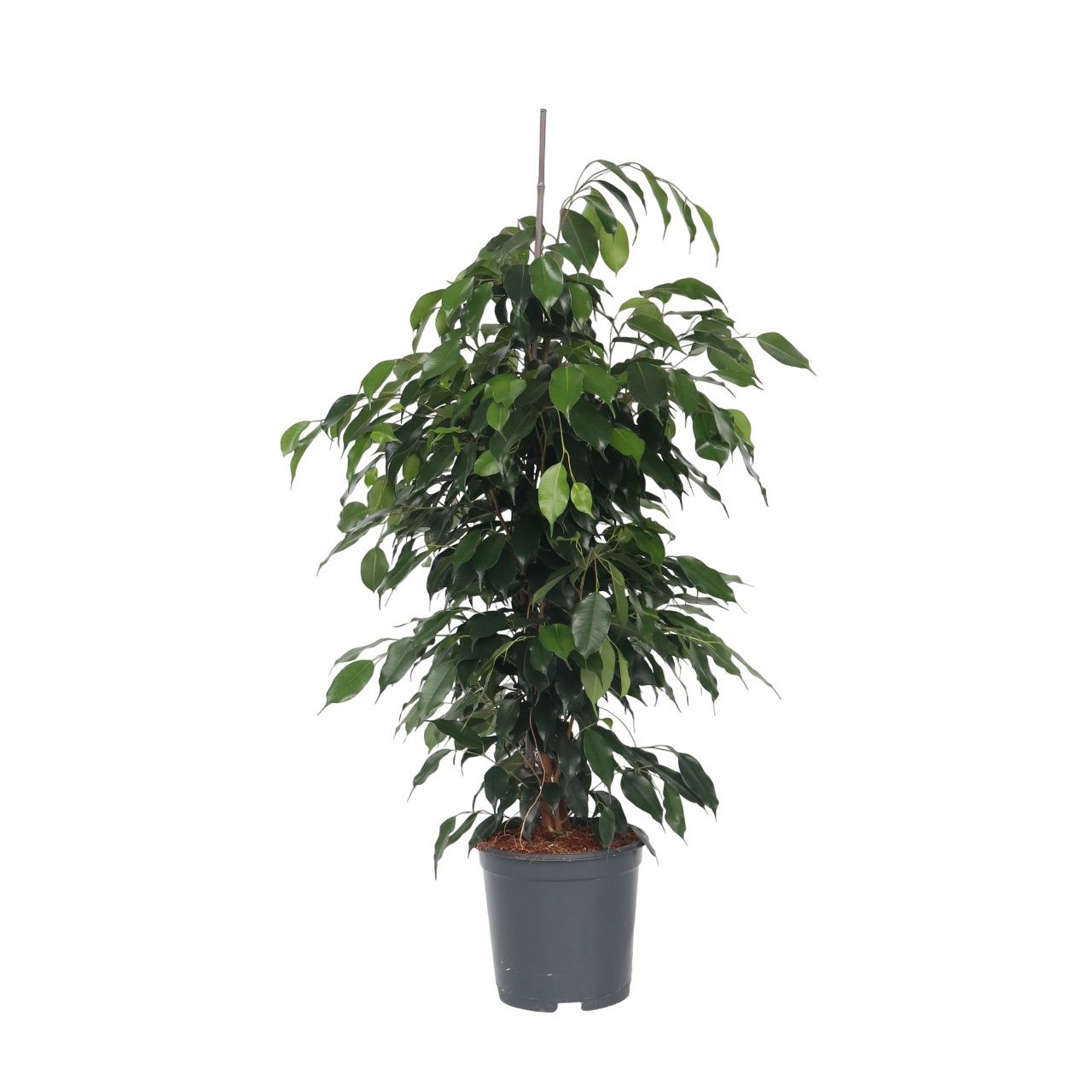 Itkevä viikuna - Ficus benjamina 'Danielle' - Korkeus 100-110cm - ⌀21cm
