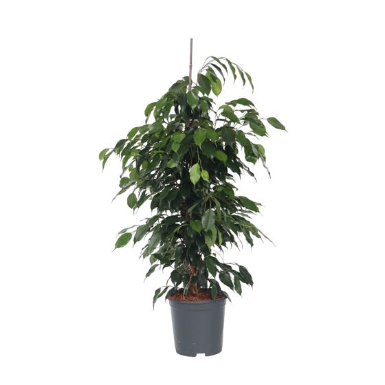 Itkevä viikuna - Ficus benjamina 'Danielle' - Korkeus 100-110cm - ⌀21cm