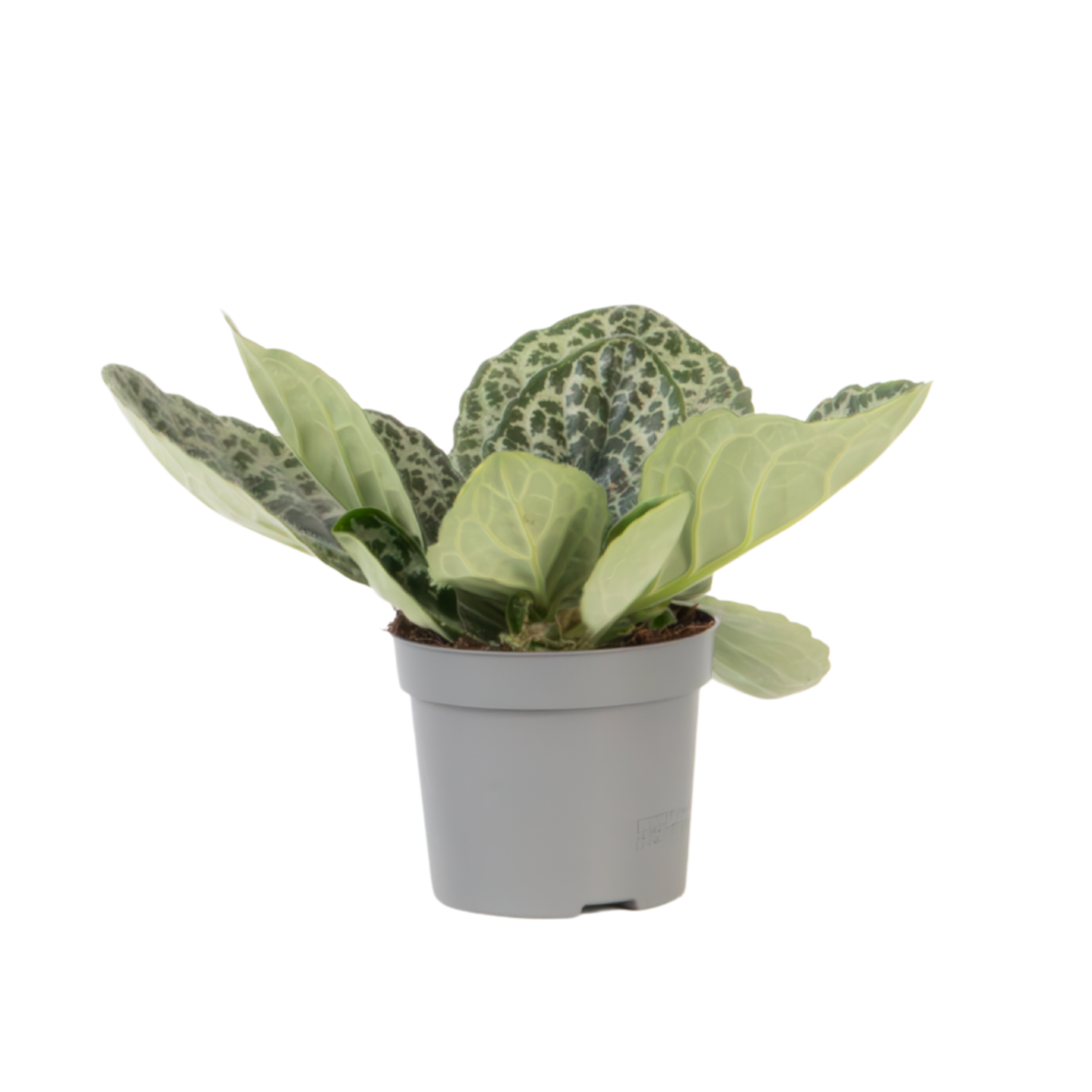Kapsakärhö - Streptocarpus 'Pretty Turtle' - Korkeus 25-35 cm - ⌀13 cm