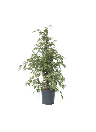 Itkevä viikuna - Ficus benjamina 'Twilight' - Korkeus 100-110cm - ⌀21cm