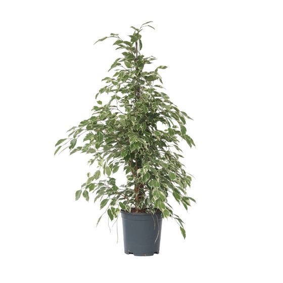 Itkevä viikuna - Ficus benjamina 'Twilight' - Korkeus 100-110cm - ⌀21cm