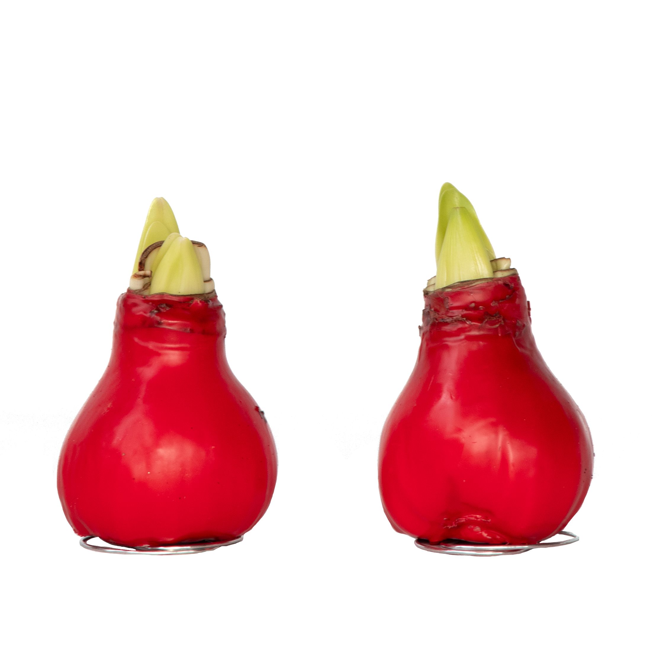 Amaryllis - Hippeastrum 'Wax Red' - Kukkasipuli - Punainen