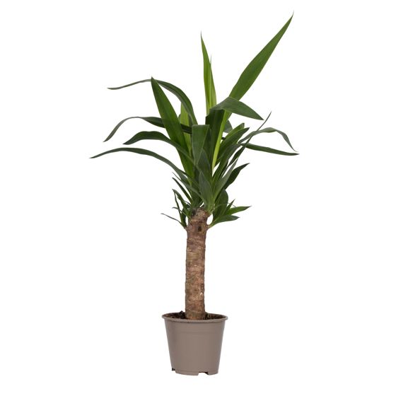 Jukkapalmu - Yucca elephantipes - Korkeus 50-60cm - ⌀14cm