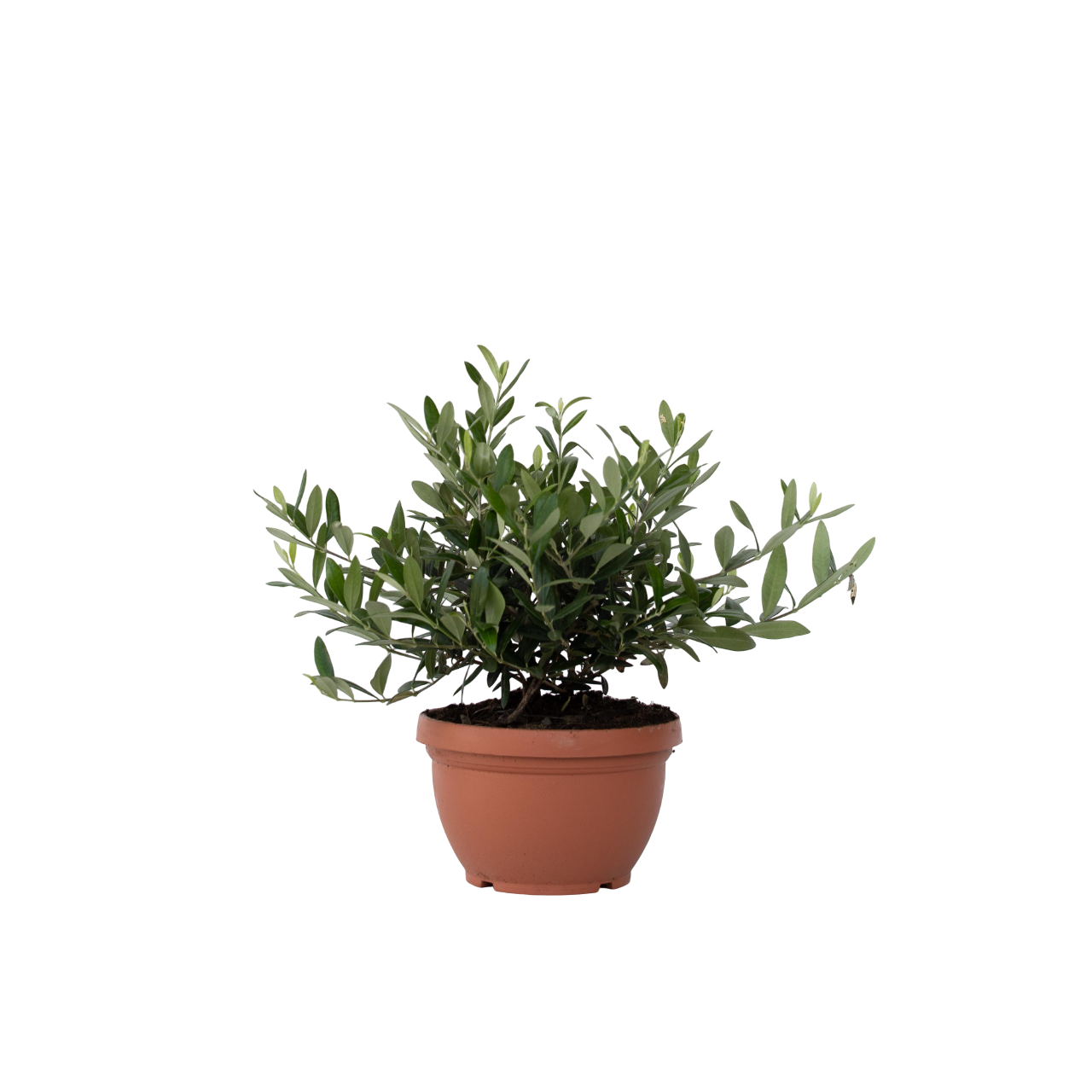 Tavallinen oliivi ruukussa - Olea europaea - Korkeus 30-40 cm - ⌀21 cm