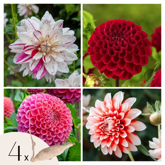 Daalian juurakot - 4 kpl - Dahlia 'Bouqet Sunset' - Kukkasipulit