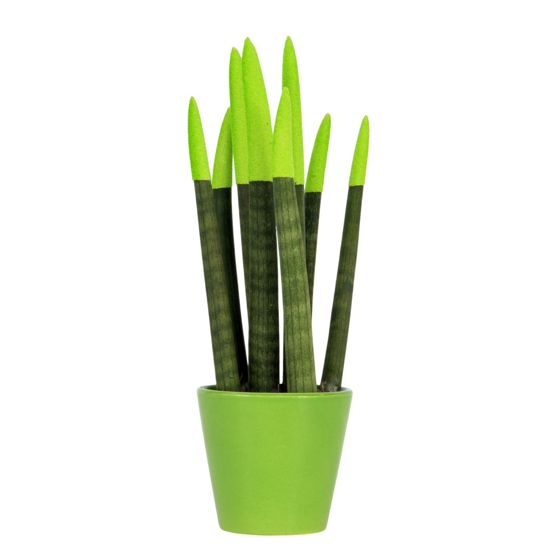 Velvet-käärmekasvi - Sansevieria cylindrica - Korkeus 20-40cm - ⌀9cm