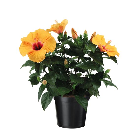 Kiina-ruusu - Hibiscus rosa-sinensis - Oranssi - Korkeus 40-50cm - ⌀17cm