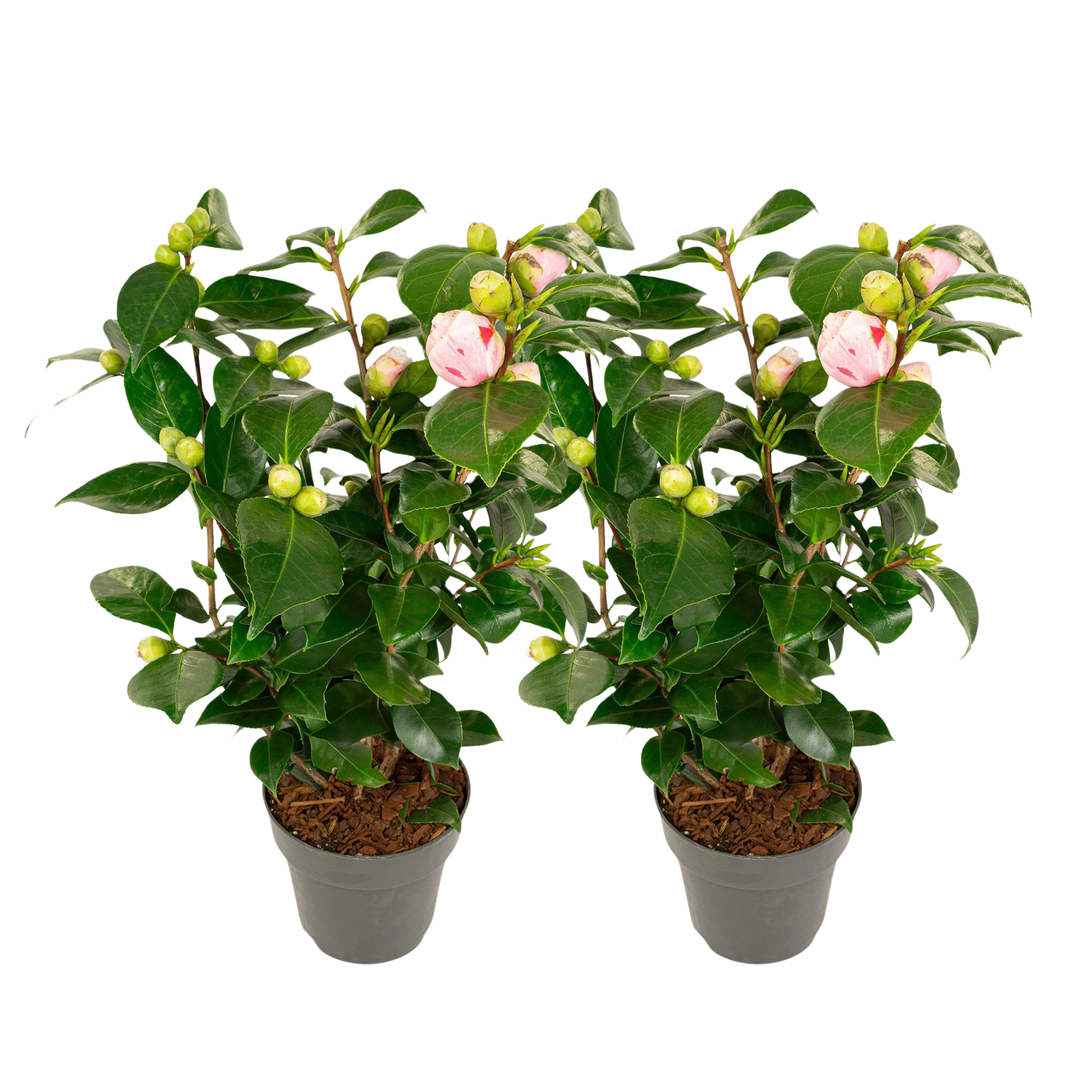 Japanin kamelia - 2 kpl. - Camellia japonica 'Bonomiana' - K50-60cm - ⌀15cm