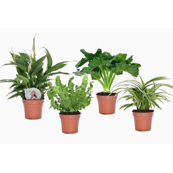 Kylpyhuonekasvi - 4 kpl - Kylpyhuonesekoitus - Korkeus 25-40cm - ⌀12cm