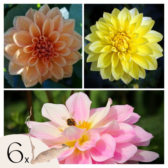 Daalian juurakot - 6 kpl - Dahlia 'Waterlily Mix' - Kukkasipulit