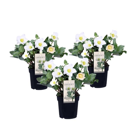 Jouluruusu - 3 kpl - Helleborus niger 'Mont Blanc' - Korkeus 20-30 cm - ⌀12 cm