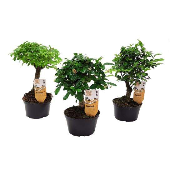 Fukien-teepuu - 3 kpl - Bonsai - Korkeus 20-30 cm - ⌀9,5 cm