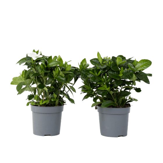 Kapsapuun jasmiini - 2 kpl - Gardenia jasminoides - Korkeus 20-30 cm - ⌀13 cm