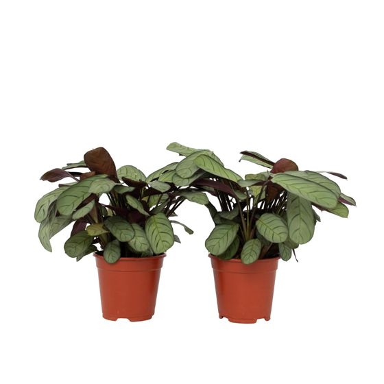 Ctenanthe-kasvi - 2 kpl - Ctenanthe Burle-Marxii 'Amagris' - K25-35cm - ⌀14cm