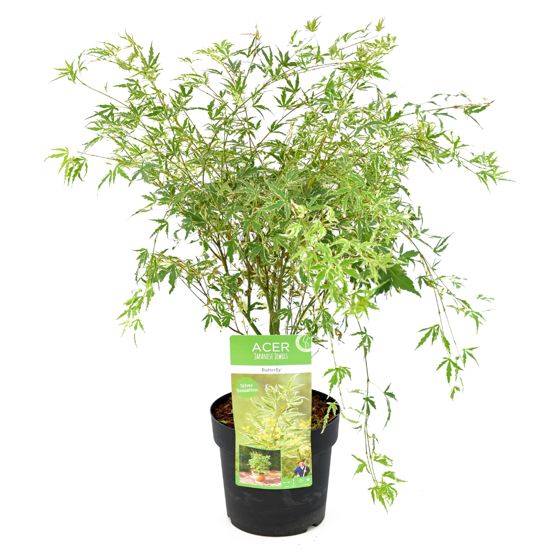 Japanin vaahtera - Acer palmatum 'Butterfly' - Korkeus 50-60cm - ⌀19cm