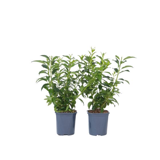 Kultakellot - 4 kpl - Forsythia intermedia 'Minigold' - Korkeus 25-40cm - ⌀17cm