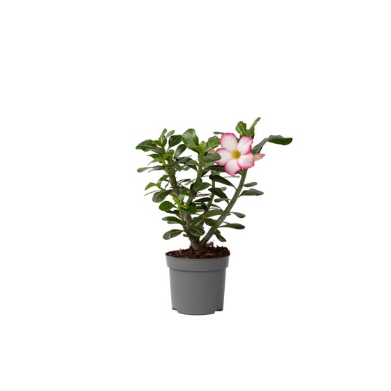 Aavikkoruusu - Adenium obesum 'Pink Star' - Korkeus 30-45cm - ⌀13cm