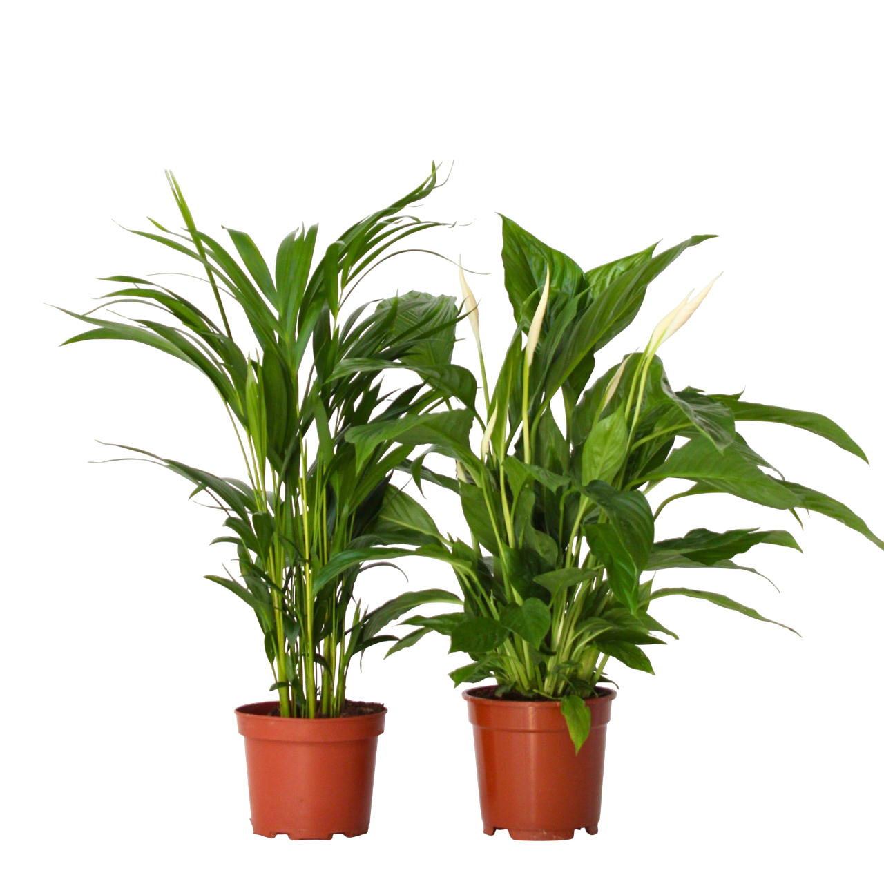 Vihreä Duo - 2 kpl - Spathiphyllum Dypsis lutescens - Korkeus 60-75 cm - ⌀17 cm