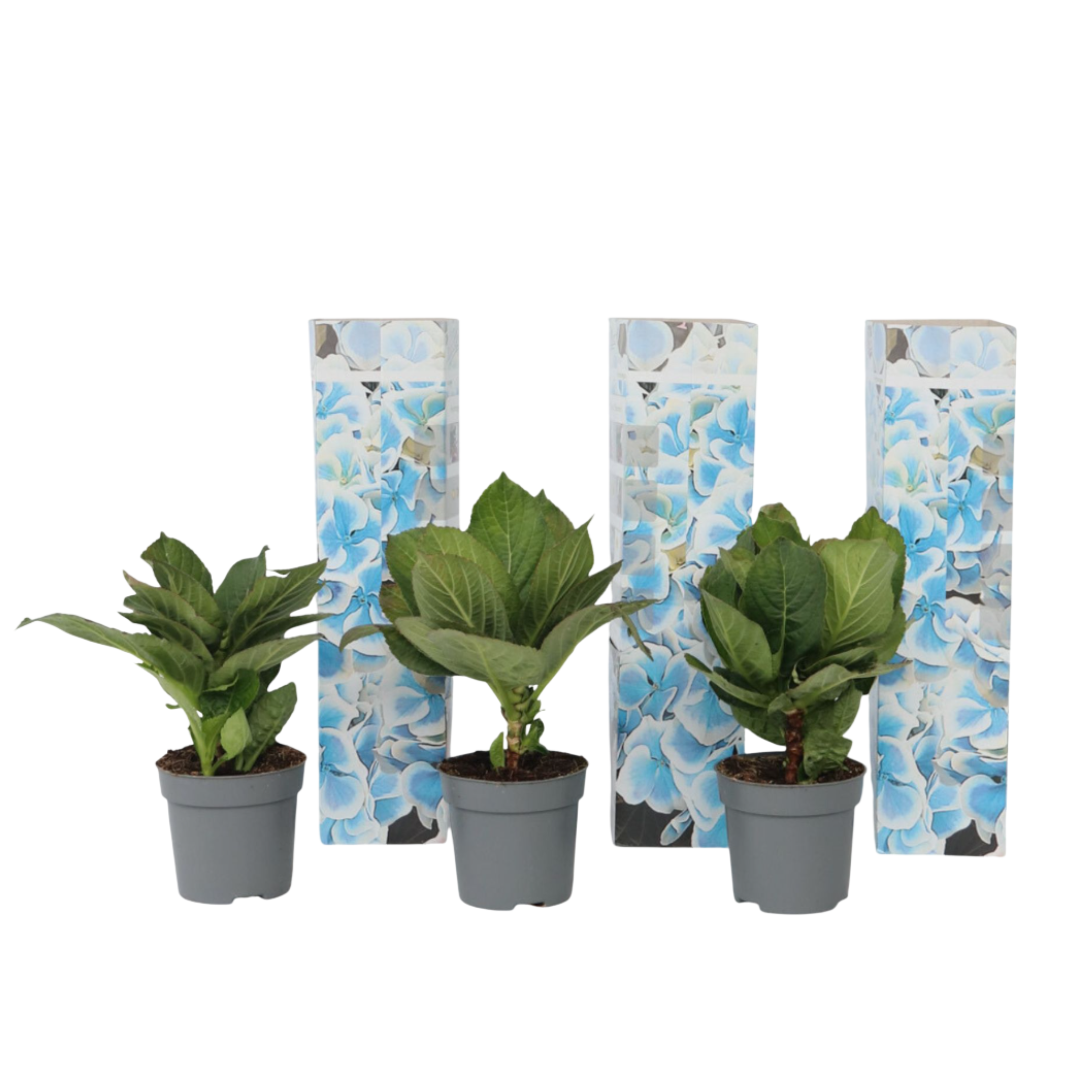 Hortensia - 3 kpl - Hydrangea macrophylla 'Bavaria' - Korkeus 25-40cm - ⌀9cm
