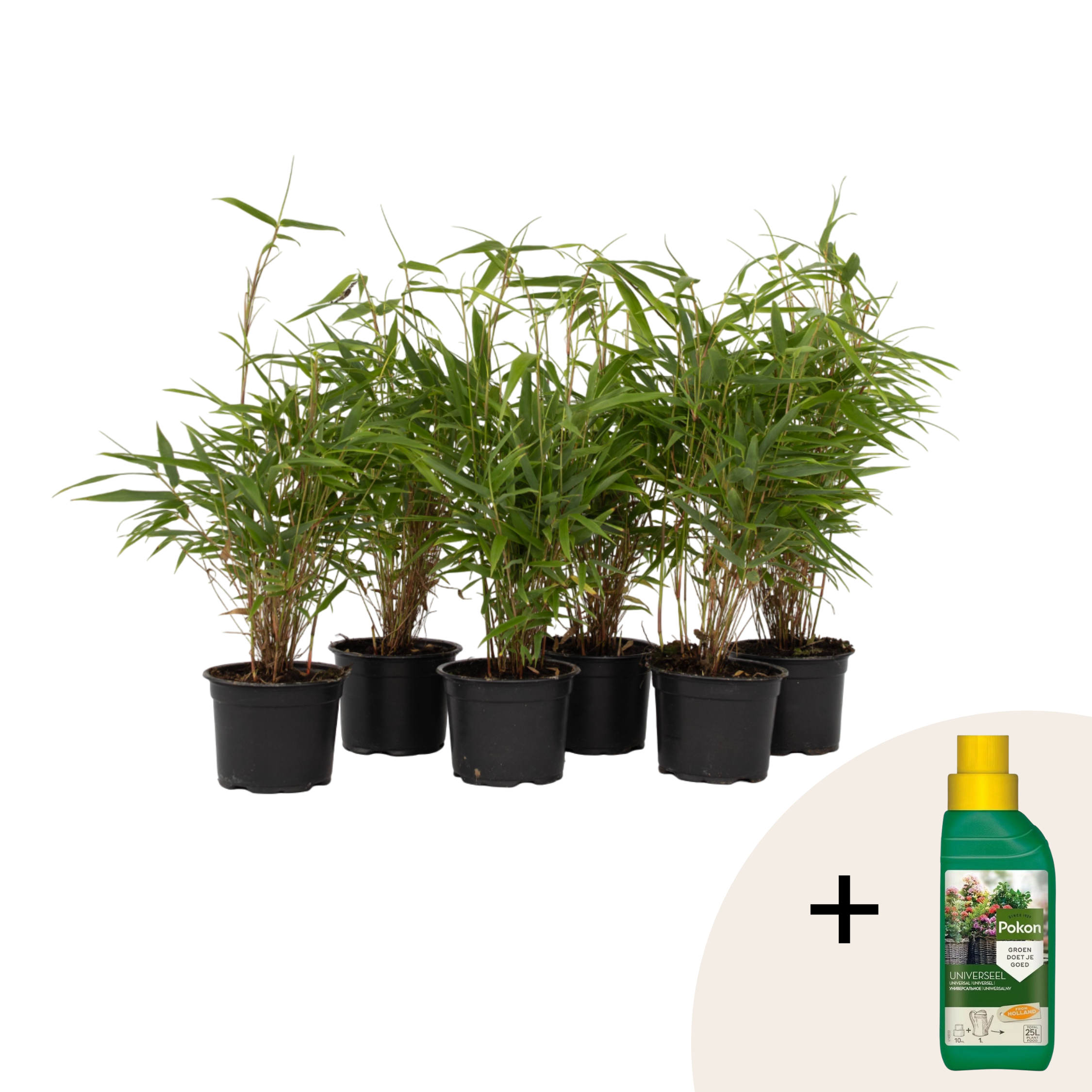 Lohikäärmekaisla - 6 kpl - Fargesia rufa - Korkeus 25-40cm - ⌀13cm
