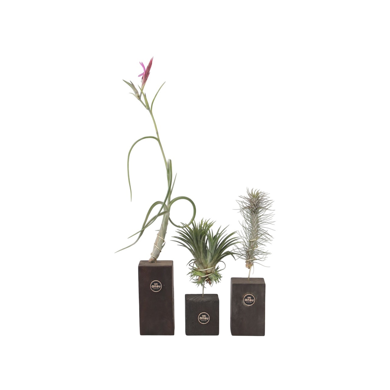 Ilmakasvi 'Burnt Wood Trio' - 3 kpl - Tillandsia - Korkeus 30-35cm
