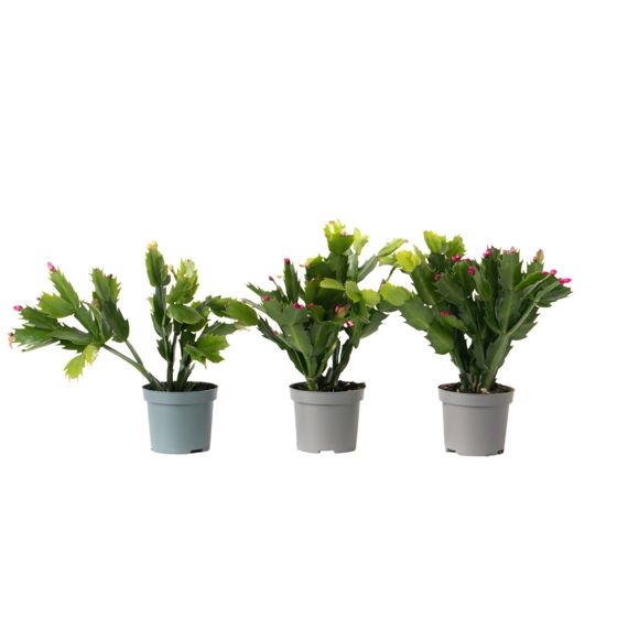 Rapu-kaktus - 3 kpl - Schlumbergera 'Tricolor' - Korkeus 15-25 cm - ⌀9 cm