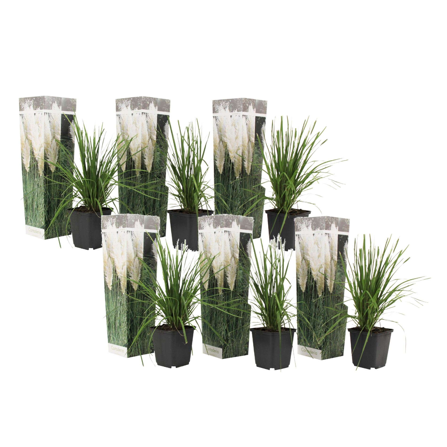 Pampasheinä - 6 kpl - Cortaderia selloana - Korkeus 25–40cm - ⌀9cm
