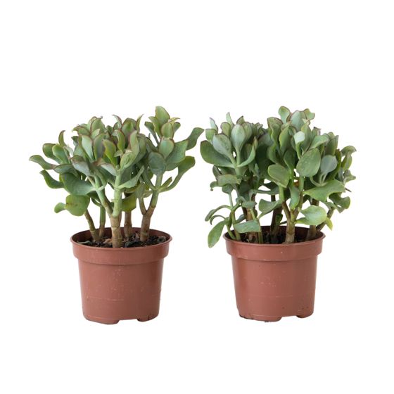 Jadekasvi - 2 kpl - Crassula arborescens 'Curly' - Ruukku 12 cm