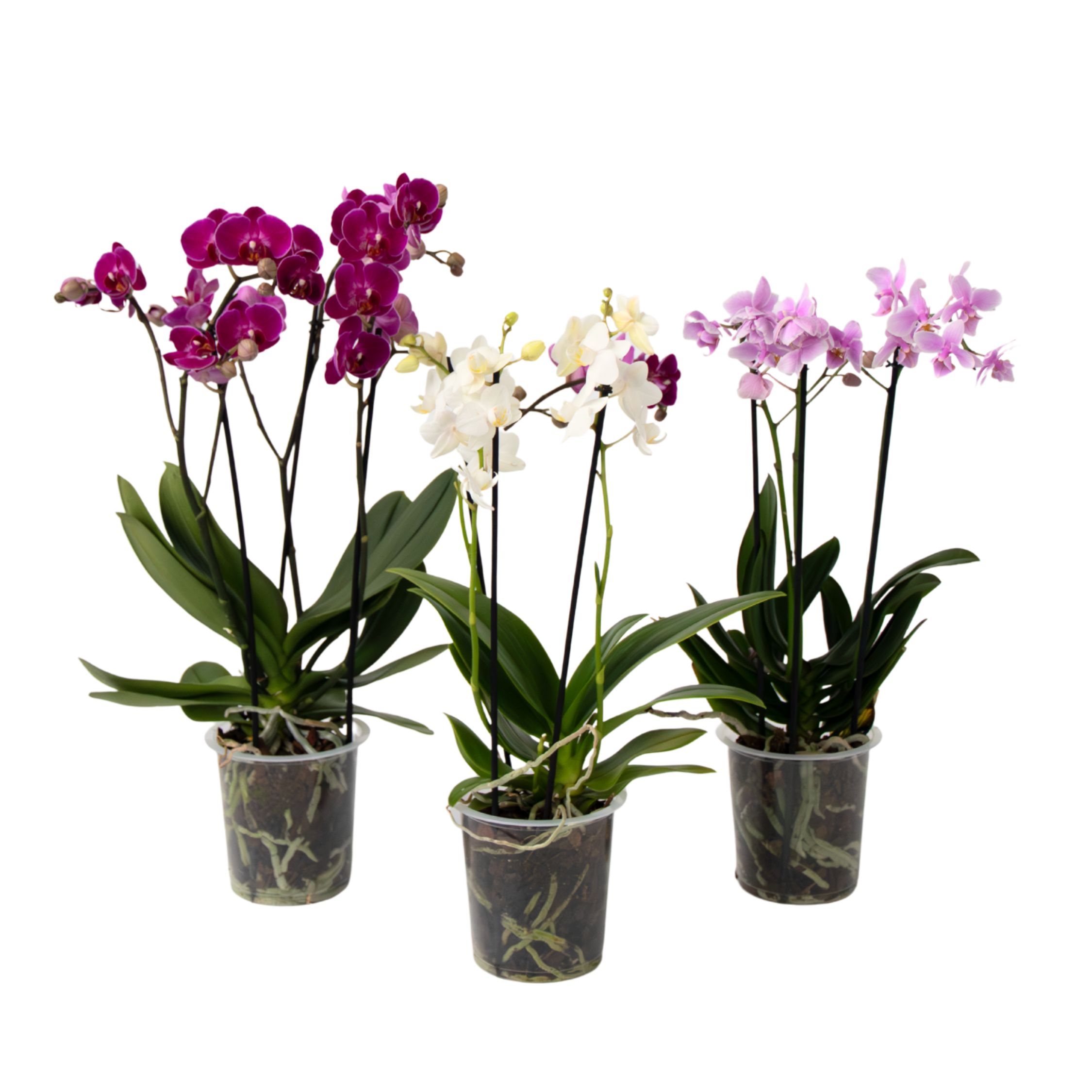 Perhosorkidea - x3 - Phalaenopsis Multiflora - Korkeus 35-45cm - ⌀12cm
