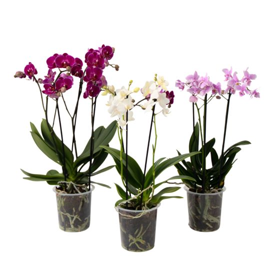 Perhosorkidea - x3 - Phalaenopsis Multiflora - Korkeus 35-45cm - ⌀12cm