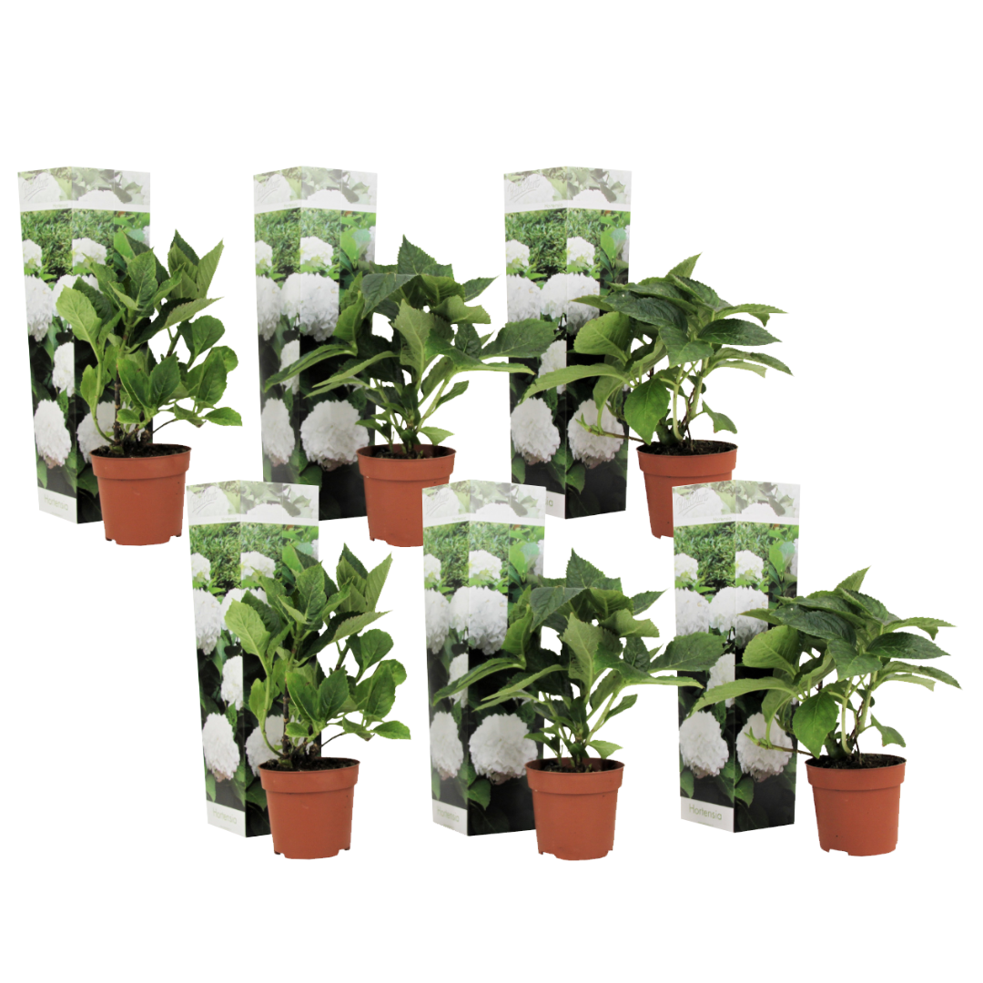 Hortensia - 6 kpl - Hydrangea macrophylla 'Wudu' - Korkeus 25-40cm - ⌀9cm