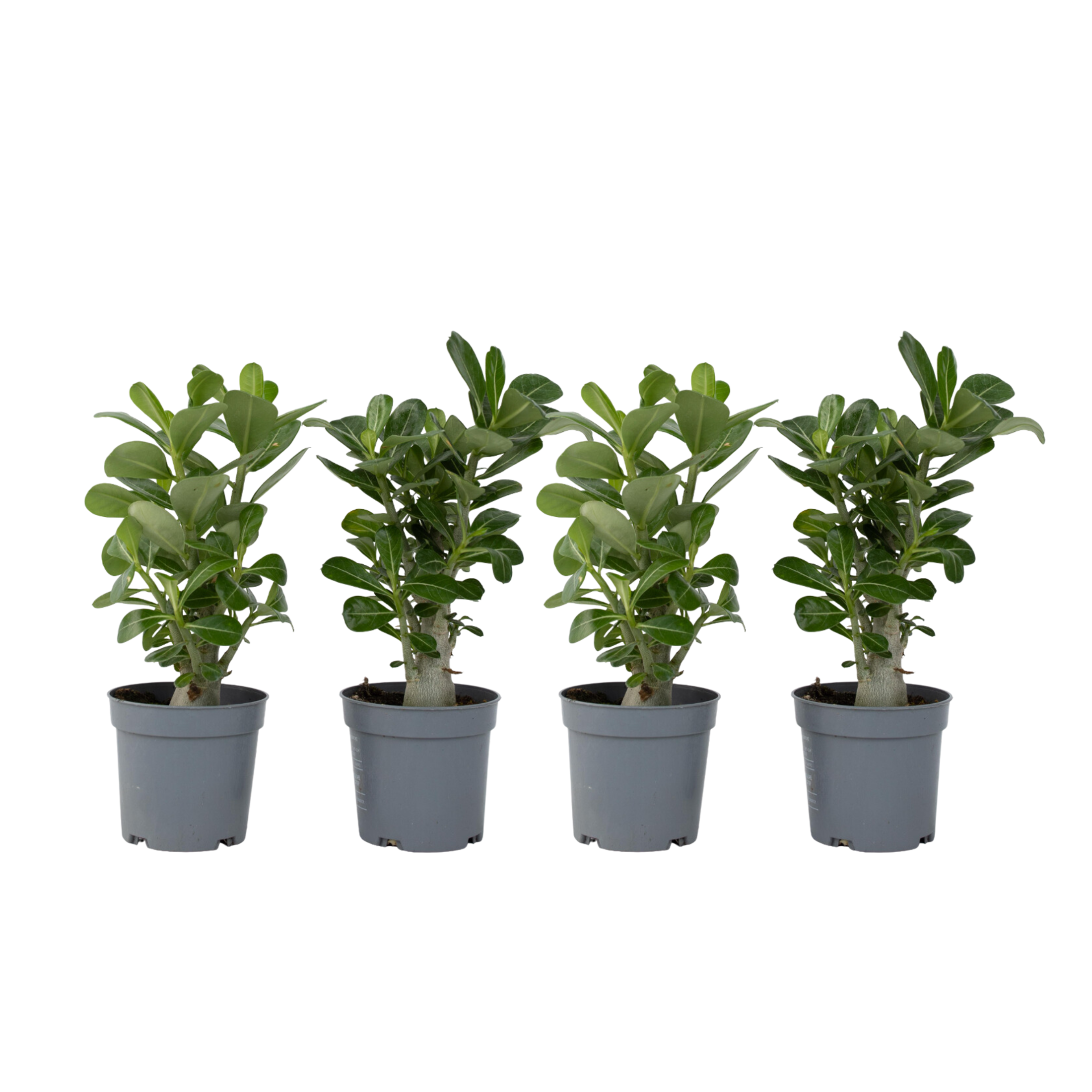 Aavikkoruusu - 4 kpl - Adenium obesum - Korkeus 25-40cm - ⌀105cm