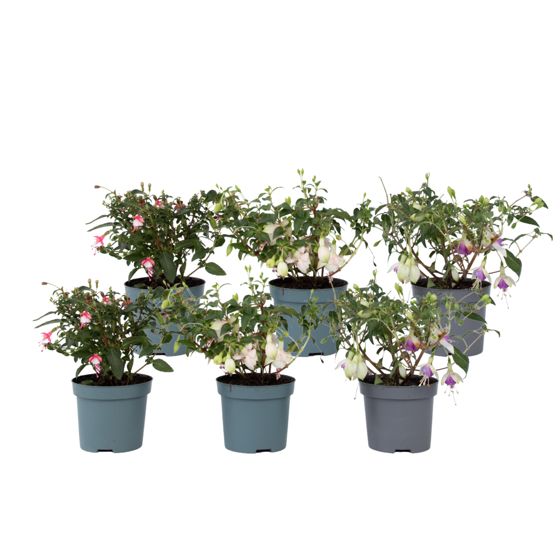 Kolibri-fuksia - 6 kpl - Fuchsia magellanica - Korkeus 10-20 cm - ⌀9 cm