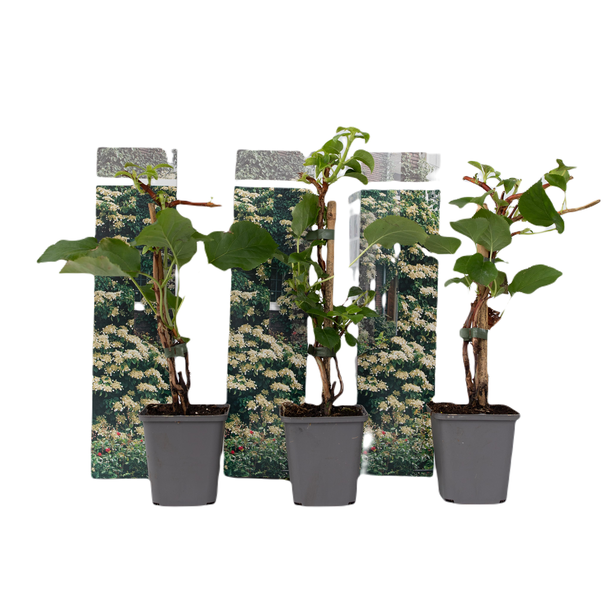 Hortensia - 3 kpl - Hydrangea anomale petiolaris - Korkeus 25-40cm - ⌀9cm