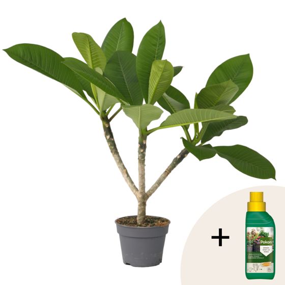 Frangipani + kasviravinne - Plumeria rubra - Korkeus 45-55 cm - ⌀17 cm