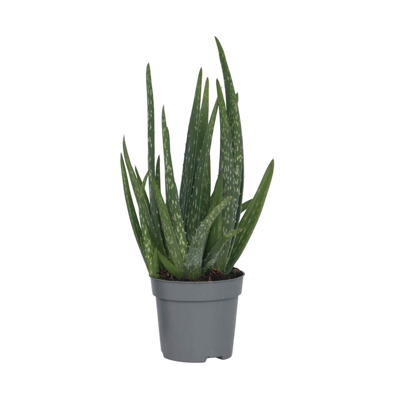 Aloe vera - Aloe barbadensis - Korkeus 25-40cm - ⌀105cm