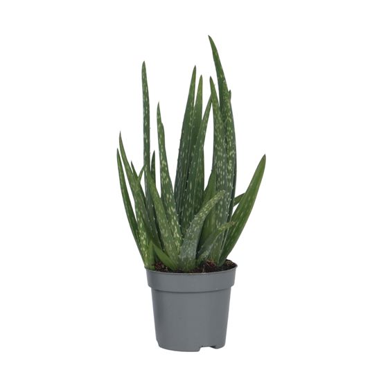 Aloe vera - Aloe barbadensis - Korkeus 25-40cm - ⌀10,5cm
