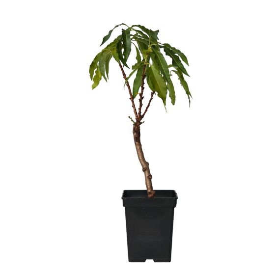 Persikkapuu - Prunus 'Bonanza' - Korkeus 60–70cm - ⌀15cm