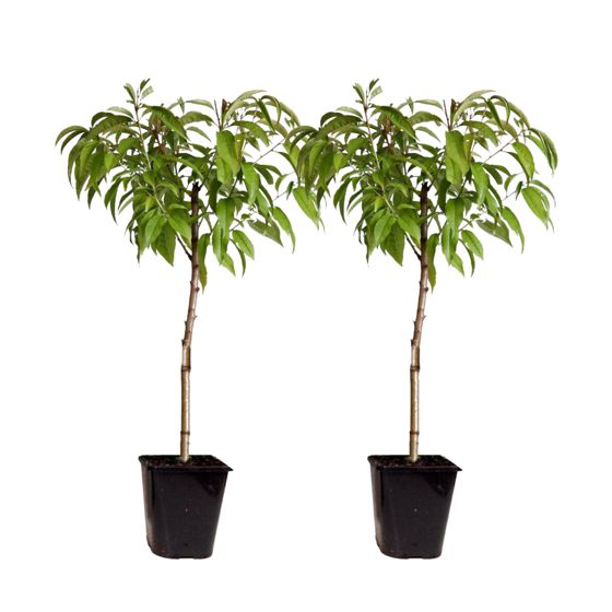 Persikkapuu - 2 kpl - Prunus Bonanza, Saturne - Korkeus 60–70cm - ⌀15cm
