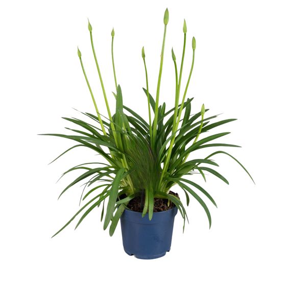 Afrikansiniunikko - Agapanthus 'Superb White' - Korkeus 55-70cm - ⌀17cm