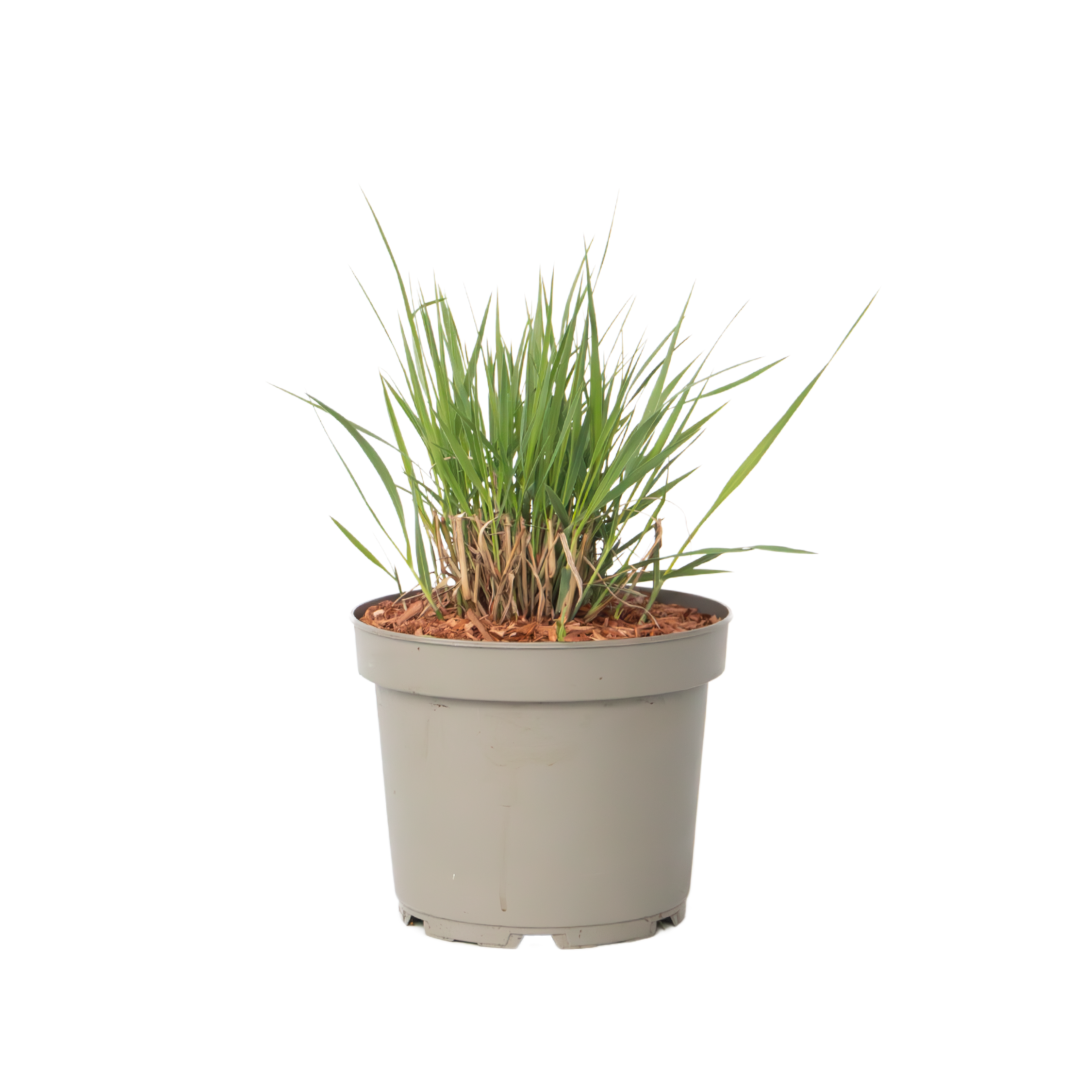 Switch-ruoho - Panicum virgatum 'Heavy Metal' - Korkeus 40-60cm - ⌀23cm