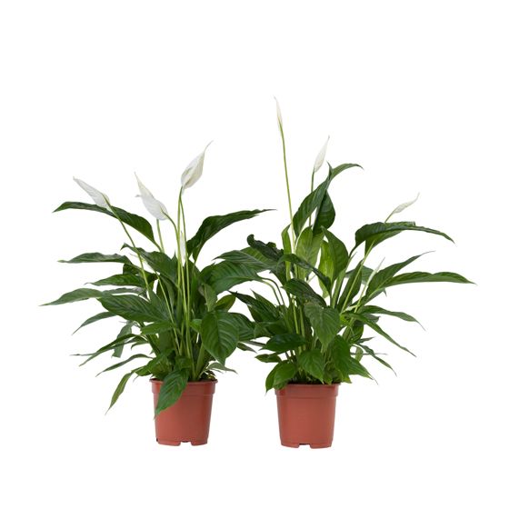 Kauhanliilia - 2 kpl - Spathiphyllum 'Lima' - Korkeus 60–75cm - ⌀17cm