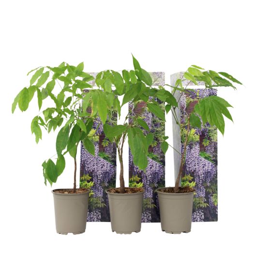 Kiinalainen siniputki - 3 kpl - Wisteria sinensis - Korkeus 25-40 cm - ⌀9 cm