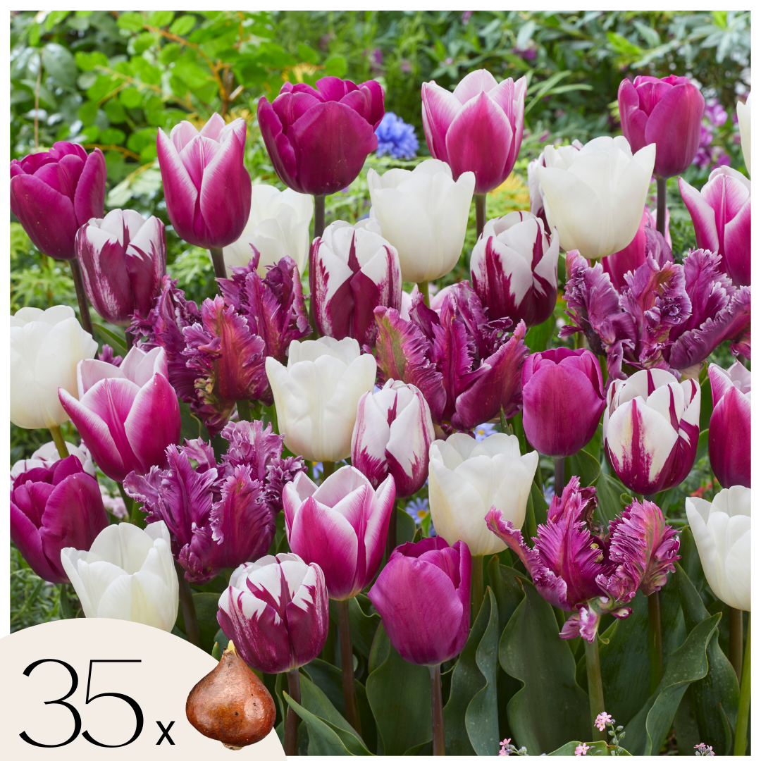 Tulppaanin sipulit - 35 kpl:n setti - Tulipa 'Pastel' - Kukkasipulit