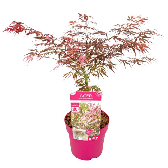 Japanin vaahtera - Acer palmatum 'Extravaganza' - Korkeus 50-60cm - ⌀19cm