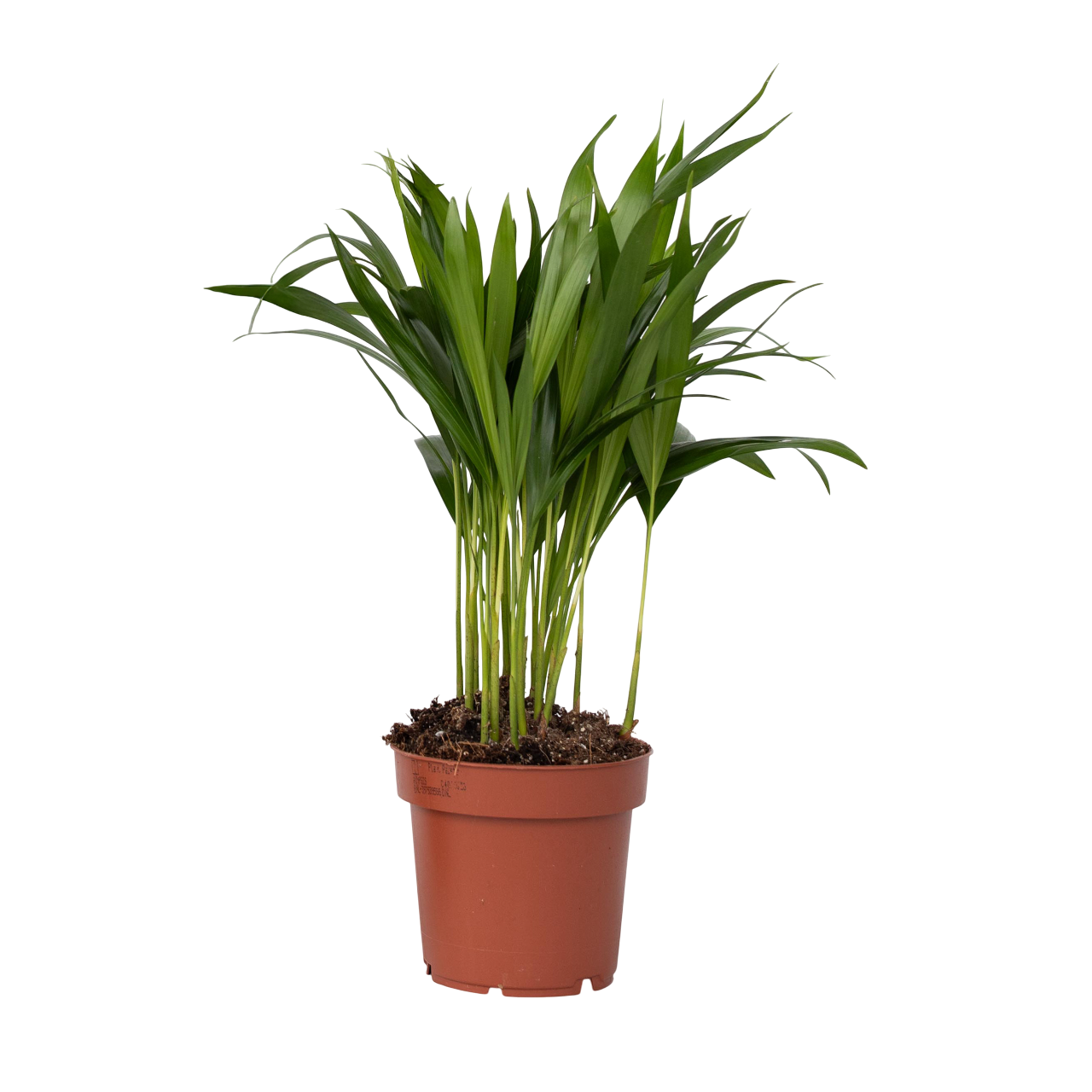 Arekapalmu - Dypsis lutescens - Korkeus 30-45cm - ⌀12cm