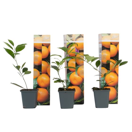 Appelsiinipuu - 3 kpl - Citrus mitis Calamondin - Korkeus 25-40 cm - ⌀9 cm